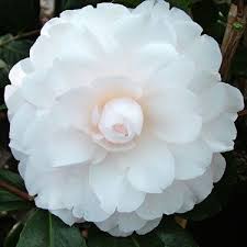 Camellia Japonica Twilight U S 1965 Moon Garden Showy Flowers Rock Garden Plants