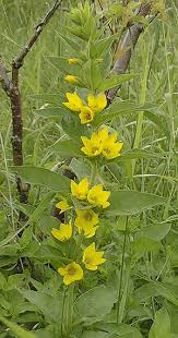 Image result for Lysimachia ruhmeriana