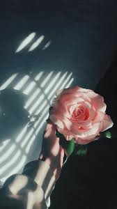 White flowers on black background. Aesthetic Flower Photography Wallpapers