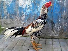 Ayam asli dari thailand di kenal dengan nama ayam bangkok f1. Mengenali Ayam Kampung Ori Ayam Hutan Dan Ayam Sabung Shawn Agro Farm