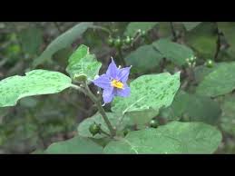 Image result for Solanum anguivi