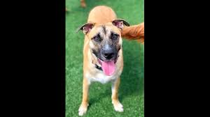 We did not find results for: Puppies In New Orleans Looking For Their Fur Ever Homes Wwltv Com