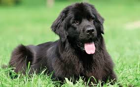 10. Newfoundland – The Gentle Giant
