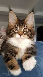 Pin On Cat Lover