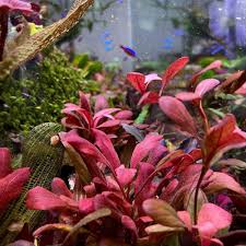 Image result for Samolus