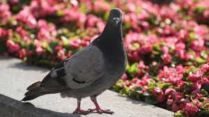 The bird flu (also known as influenza a or the avian flu) primarily infects birds, but can pose health risks to people. Zombie Pigeon Epidemic In Moscow Sparks Fears Of Transmission To Humans Rt World News