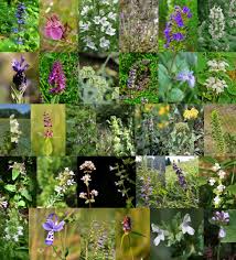 Image result for Buchnera leptostachya