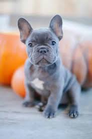 We have a mix of merles and blues. Blue Frenchie Petland Mall Of Georgia Says Oui Oui