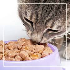 How Long Can A Cat Survive Without Food Cats On My Mind