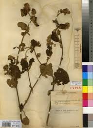 Image result for Triumfetta cordifolia