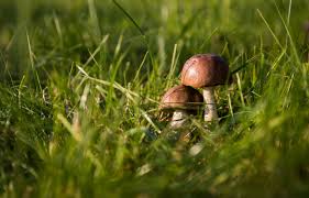 Maybe you would like to learn more about one of these? Why Are There So Many Mushrooms Coming Up In My Yard And Garden And What Can I Do About Them Unh Extension