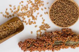 Image result for Sorghum