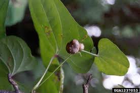 Image result for Dioscorea schimperiana