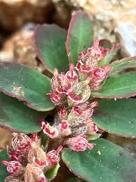 Image result for Euphorbia thymifolia