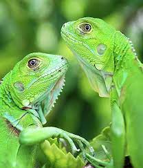 Baby Iguanas Photograph Baby Iguanas Fine Art Print Baby Iguana Iguana Reptiles