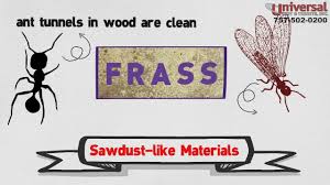 Termite control or pest inspection. Chesapeake Pest Control Services Pest Companies Chesapeake Virginia