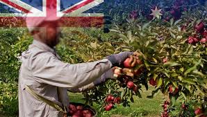 From bilpin apple picking to strawberry picking sydney has a wealth of delicious fresh produce for you to enjoy. Fruit Picker Australia Free Visa Visa Sponsorship Foreign Labour Fruit Picking Jobs
