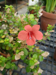 Image result for Barleria galpinii