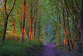 Ruhestand ist für ihn ein fremdwort. David Hockney Lasst Grussen Foto Bild Landschaft Wald Natur Bilder Auf Fotocommunity