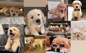 Beautiful golden retriever dog wide hd wallpapers free. Golden Retriever Wallpaper Golden Retriever Wallpaper Wallpaper Macbook Wallpaper