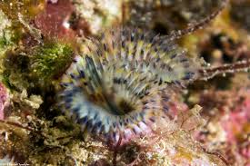 Image result for Macrotyloma rupestre × densiflo