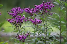 Image result for Vernonia galamensis