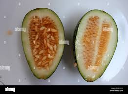Image result for Cucumis melo