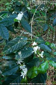Image result for Coffea sp. A