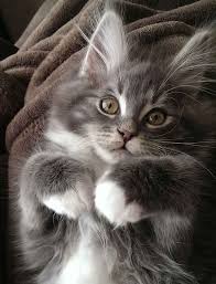 Pin On Kedi
