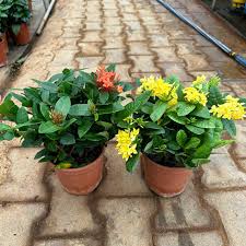 Image result for Ixora praetermissa