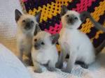 Siamese For Sale - Hoobly Classifieds