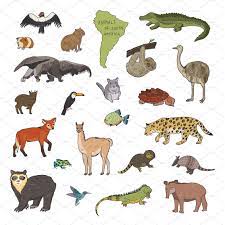 Animals Of South America Vector Products Preview Jpg City South Southamerica Southameri South America Animals South America South America Map