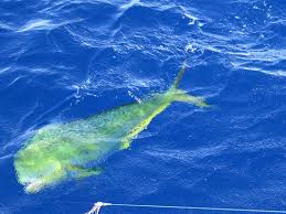 Dolphin pictures canvas wall art for bathroom ocean sea wall decor art prints paintings artwork for kid girls room bedroom wall decoration stretched ready to hang 16x24 inches 4.6 out of 5 stars 132 $31.70 $ 31. The Stunning Colours Of A Mahi Mahi Dolphin Fish Rainbow Fish Dorado In Its Natural Habita Bild Von Obsession Charters Antigua Tripadvisor