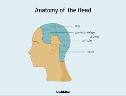 Pain in the back of your head at the base of your skull can cause your head to hurt with dull nagging persistent pains. Crown Of Head Conditions Injuries And More