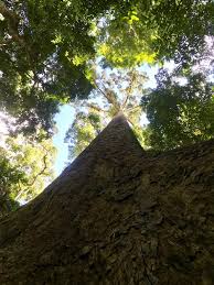 Image result for Monotes dasyanthus