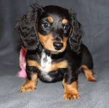 Dachshunds come in standard and miniature size and can have three coat variations: Home Info On Dachshunds