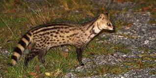 Musang biul ini banyak ditemukan di daerah jawa dan bali. 5 Macam Makanan Musang Rase Yang Paling Disukai Sehat Pintarpet