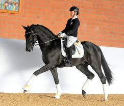 Check spelling or type a new query. Le Vivaldi Ii Hengst Pony Dressur Jill Mieleszko