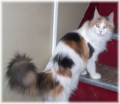 The list below offers up some great maine coon cat names. What Breed Is My Cat Cats And Kittens Pretty Cats Cats