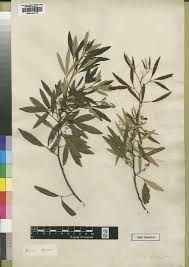 Image result for Trichoscypha lucens