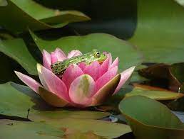 One Little Frog Balancing On A Lily Pad Of Green He Thought It Was So Much Fun He Called For Another Frog To Come Lily Pads Water Lilies Lily Pond