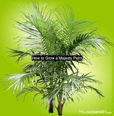 Tips Of How To Grow And Care For A Majesty Palm At Https Www Houseplant411 Com Houseplant How To Grow A Majesty Pa Majesty Palm Palm Plant Care Majestic Palm