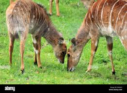 Nayla hi-res stock photography and images