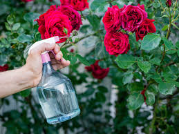 Check spelling or type a new query. 10 Common Rose Problems And How To Fix Them