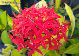 Image result for Ixora coccinea