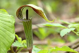 Image result for Arisaema