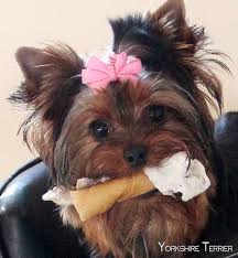 yorkshire terrier pup yorkshireterriersofinstagram yorkshireterrierstargram yorkshire terrier terrier yorkshire