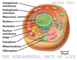 We can say that, the size of the cell depends on the function it performs. Facebook