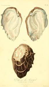 Illustrations De Zoologie Ou Recueil De Figures D Animaux Peintes D Apres Nature Biodiversity Heritage Library Zoologie Animaux Dessin Botanique