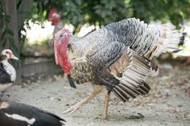 Pentru că bambusul nu îi furnizează prea multă energie, se mișcă încet și nu este activ. Curcanul Ferma Animalelor